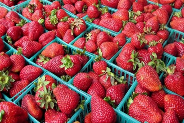 Роспатент зарегистрировал наименование «Краснодарская земляника (клубника)» Роспатент зарегистрировал наименование «Краснодарская земляника (клубника)»