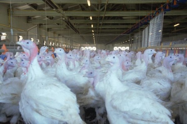 В соседней с Кубанью Ростовской области найден птичий грипп AH5