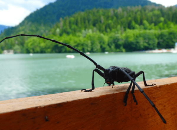 Туристы рассказали, что из увиденного на озере Рица в Абхазии заставило их никогда не возвращаться туда 