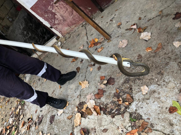 Сразу пять змей поймали спасатели в частном жилом доме в Краснодарском крае Сразу пять змей поймали спасатели в частном жилом доме в Краснодарском крае