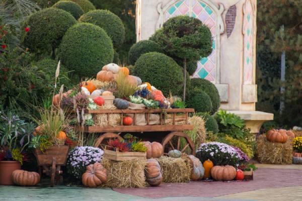Гостям Сочи Парка бесплатно раздадут тыквы Гостям Сочи Парка бесплатно раздадут тыквы
