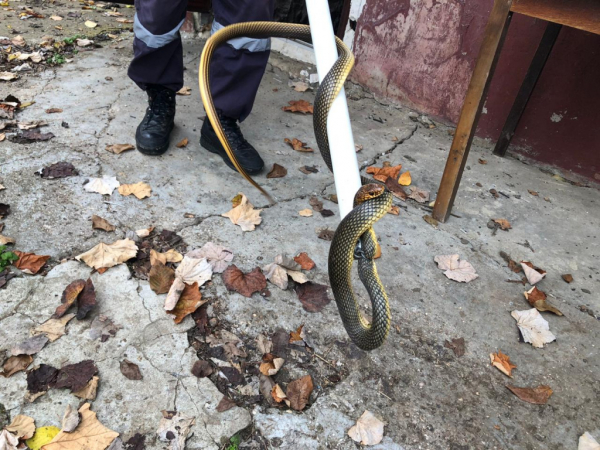 Сразу пять змей поймали спасатели в частном жилом доме в Краснодарском крае Сразу пять змей поймали спасатели в частном жилом доме в Краснодарском крае