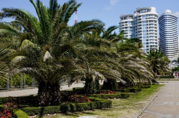 В Сочи в 2021 году массово начнут «вакцинировать» пальмы В Сочи в 2021 году массово начнут «вакцинировать» пальмы