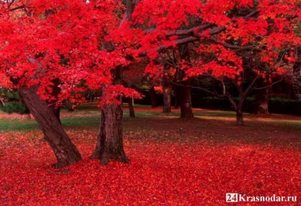 8 октября состоится акция по массовой высадке кленов