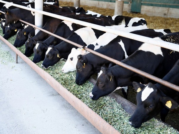 На Кубани в 2020 году произвели рекордные 1,5 млн тонн молока