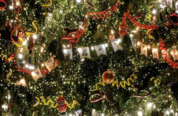 В Новороссийске «многодетная» елка вошла в Книгу рекордов России В Новороссийске «многодетная» елка вошла в Книгу рекордов России