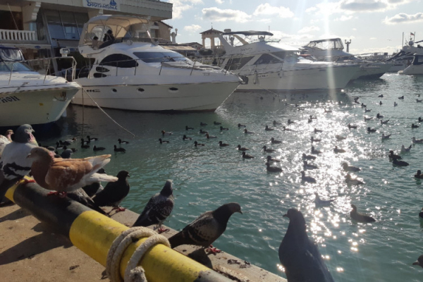 Чем заняться в Сочи в дни новогодних каникул Чем заняться в Сочи в дни новогодних каникул