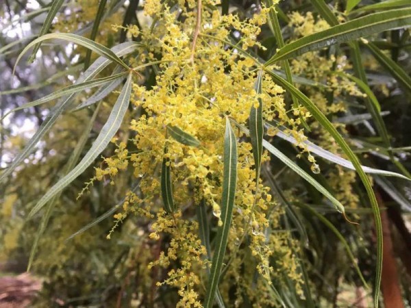 Редкое растение зацвело в сочинском «Дендрарии» Редкое растение зацвело в сочинском «Дендрарии»
