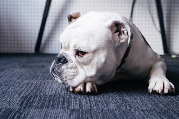 Выброшенный в мусорный бак в Краснодаре бульдог перенес экстренную операцию Выброшенный в мусорный бак в Краснодаре бульдог перенес экстренную операцию