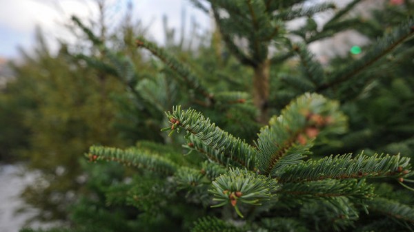 В Краснодаре утилизируют новогодние ёлки В Краснодаре утилизируют новогодние ёлки