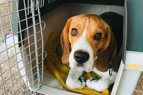 Выговор и лишение премии. Грузчиков аэропорта Сочи накажут за травлю собаки