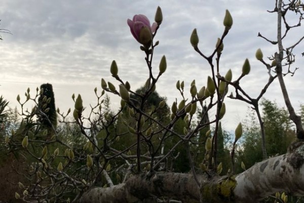 В Кавказском заповедника на месяц раньше срока зацвели магнолии В Кавказском заповедника на месяц раньше срока зацвели магнолии