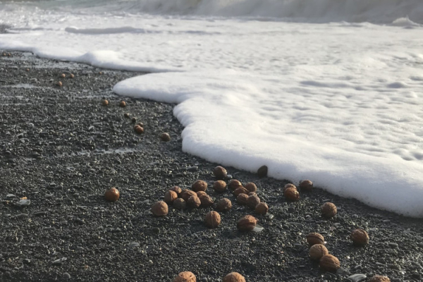 Берег моря в Краснодарском крае оказался усыпан орехами 