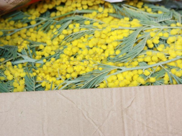 «Мимозовый сезон» начался на российско-абхазской границе «Мимозовый сезон» начался на российско-абхазской границе