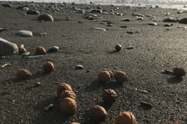 Берег моря в Краснодарском крае оказался усыпан орехами 