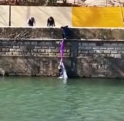 В Сочи девушка бросилась в воду спасать бездомную собаку и вызвала восхищение (видео)