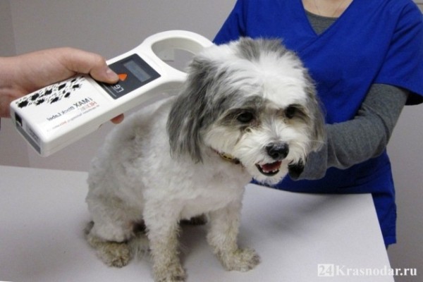 Зарегистрировать домашнего питомца необходимо в течение семи дней после приобретения