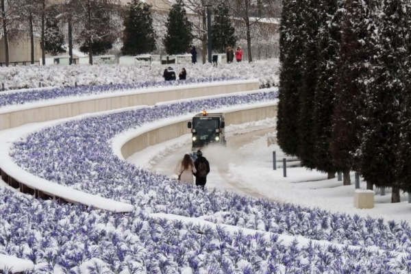 В парке Галицкого начали убирать светящийся шалфей
