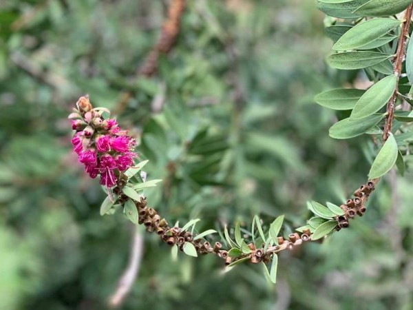 На три месяца раньше в Сочи зацвел предвестник лета