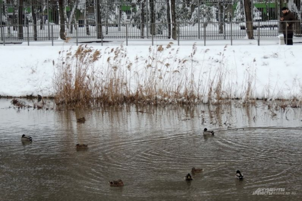 В парке Галицкого начали убирать светящийся шалфей
