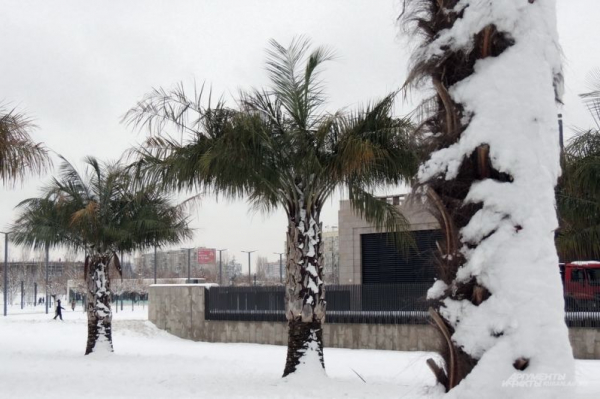 В парке Галицкого начали убирать светящийся шалфей
