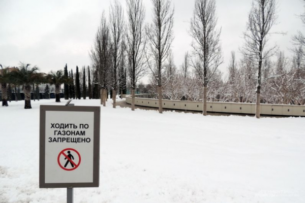 В парке Галицкого начали убирать светящийся шалфей