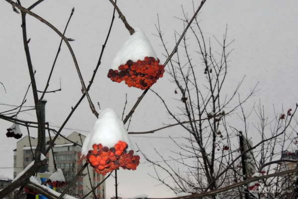 В парке Галицкого начали убирать светящийся шалфей