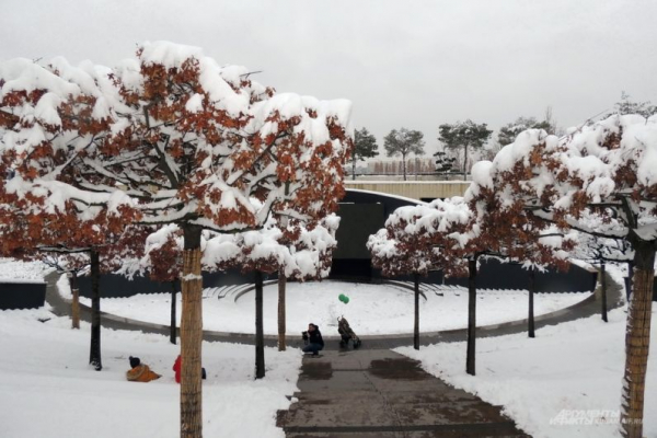 В парке Галицкого начали убирать светящийся шалфей