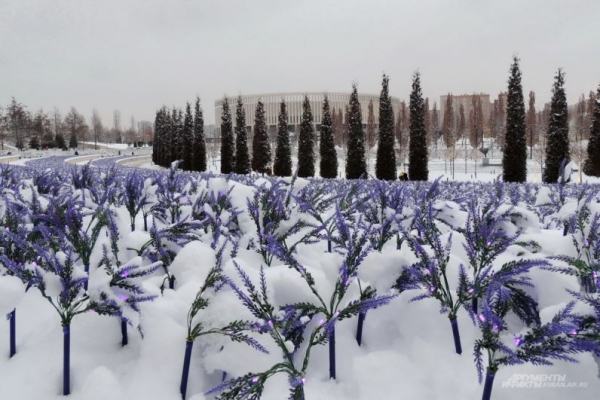 В парке Галицкого начали убирать светящийся шалфей
