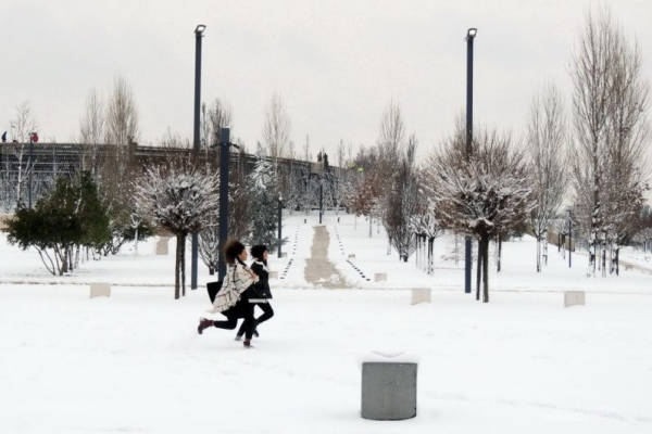 В парке Галицкого начали убирать светящийся шалфей