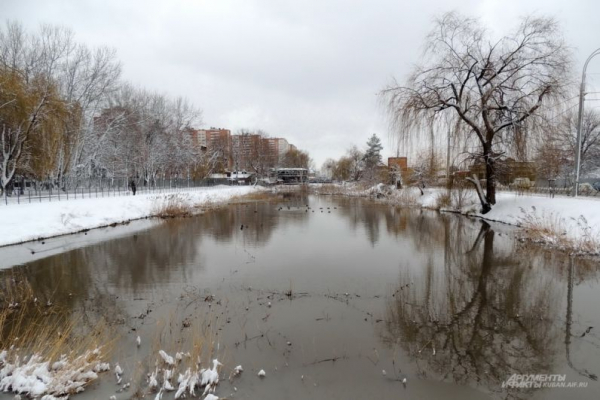 В парке Галицкого начали убирать светящийся шалфей
