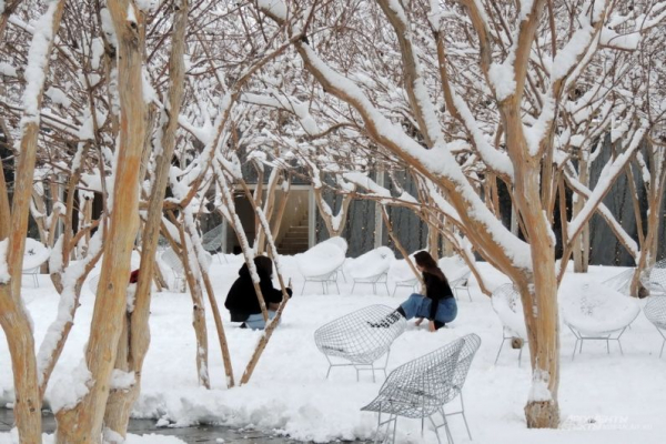 В парке Галицкого начали убирать светящийся шалфей