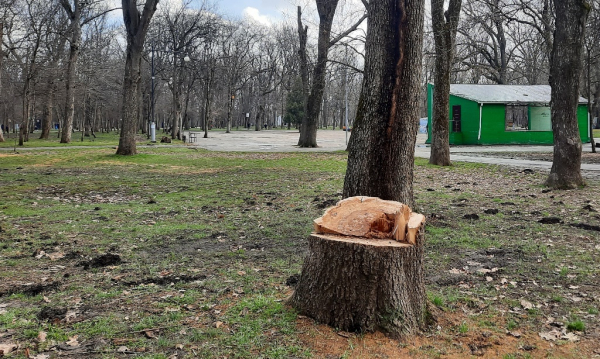 Первомайская роща. Краснодар, которого нет