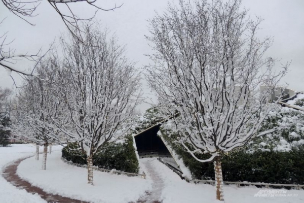 В парке Галицкого начали убирать светящийся шалфей
