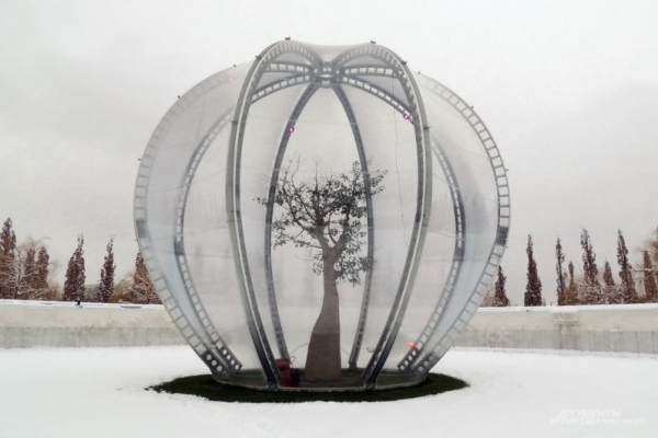 В парке Галицкого начали убирать светящийся шалфей