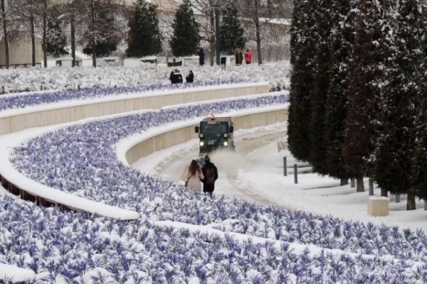 В парке Галицкого начали убирать светящийся шалфей