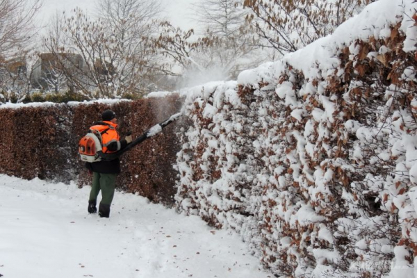 В парке Галицкого начали убирать светящийся шалфей
