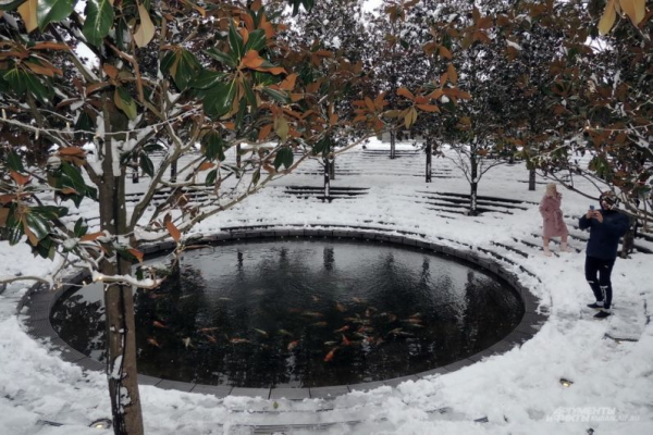 В парке Галицкого начали убирать светящийся шалфей