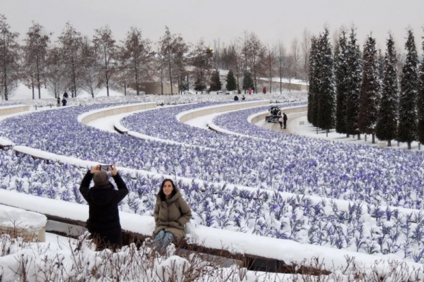 В парке Галицкого начали убирать светящийся шалфей