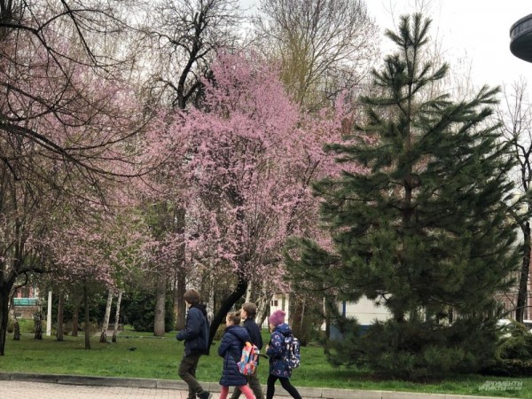 Улицы Краснодара в апреле - 2021