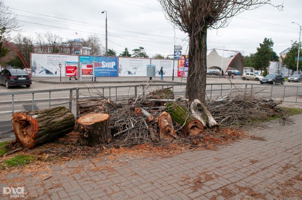 Голосуй лёгкими! Почему каждому жителю Краснодара нужно участвовать в голосовании за зеленые зоны