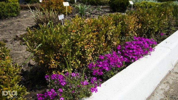 Что в мае цветет на Кубани? Цветочный шазам Краснодарского края Что в мае цветет на Кубани? Цветочный шазам Краснодарского края