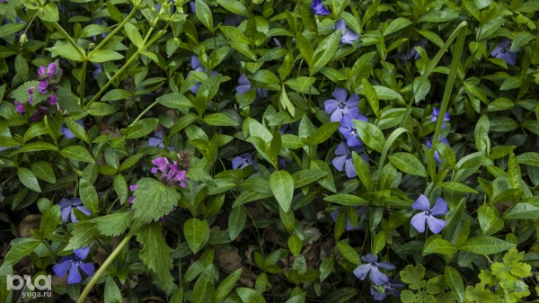 Что в мае цветет на Кубани? Цветочный шазам Краснодарского края Что в мае цветет на Кубани? Цветочный шазам Краснодарского края