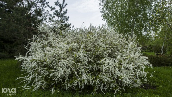 Что в мае цветет на Кубани? Цветочный шазам Краснодарского края Что в мае цветет на Кубани? Цветочный шазам Краснодарского края