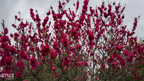 Что в мае цветет на Кубани? Цветочный шазам Краснодарского края Что в мае цветет на Кубани? Цветочный шазам Краснодарского края