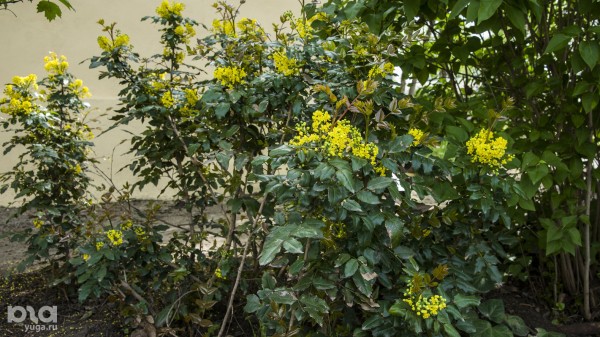 Что в мае цветет на Кубани? Цветочный шазам Краснодарского края Что в мае цветет на Кубани? Цветочный шазам Краснодарского края