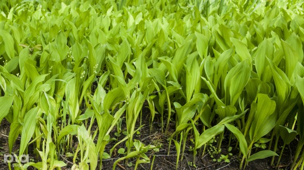 Что в мае цветет на Кубани? Цветочный шазам Краснодарского края Что в мае цветет на Кубани? Цветочный шазам Краснодарского края