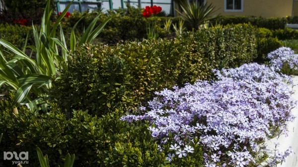 Что в мае цветет на Кубани? Цветочный шазам Краснодарского края Что в мае цветет на Кубани? Цветочный шазам Краснодарского края