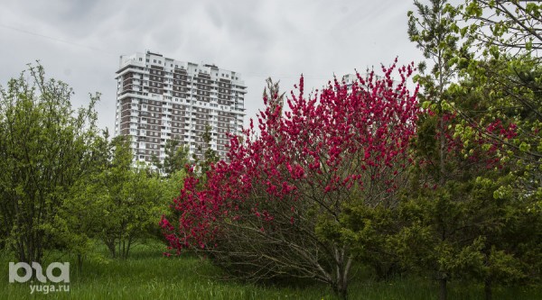 Что в мае цветет на Кубани? Цветочный шазам Краснодарского края Что в мае цветет на Кубани? Цветочный шазам Краснодарского края