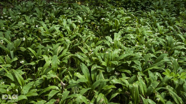 Что в мае цветет на Кубани? Цветочный шазам Краснодарского края Что в мае цветет на Кубани? Цветочный шазам Краснодарского края